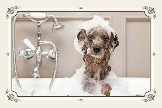 pet hairdresser services