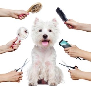 pet hairdresser services